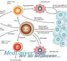 Tvorba nk-fetální imunitní buňky. T-lymfocytů funkce imunity