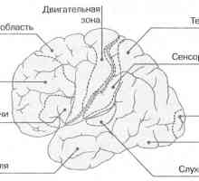 Funkce mozku