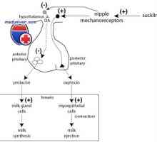 Prolaktin funkce. Syntéza a analýza
