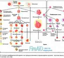 Afinita hemoglobinu pro kyslík. Změna afinitu hemoglobinu ke kyslíku. Bohr účinek.