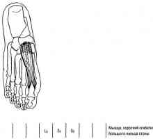 Funkční testy dolních končetin svalové ohýbání v metatarzofalangeálního kloubu palce