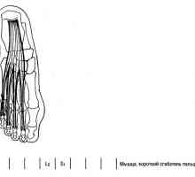 Funkční zkoušky dolní končetiny svalové interfalangeálních klouby prstů