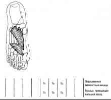 Funkční svalů dolních končetin testů hlasů a zasunutí prstů