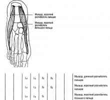 Funkční svalové testy dolních končetin prodloužení nohou