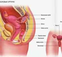 Fungování ženského reprodukčního systému u dětí