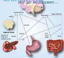 Gastrin, sekretin, cholecystokinin-pankreozymin: syntéza, funkce