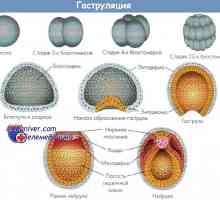 Gastrulation lidského embrya. Druhý a třetí týden vývoje