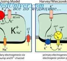 Kontrtransport vápenaté a vodíkové ionty. Aktivní transport do tkání