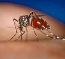 Hemoragická horečka dengue horečka: symptomy, patogen