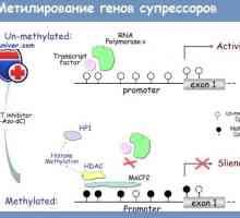 Genomová potisk a methylace DNA v regulaci funkce střev