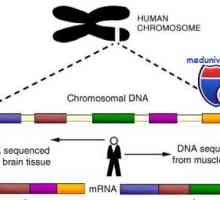 Geny a lidský chromozom. struktura