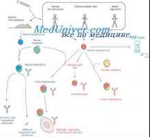 Hybridizace mRNA a DNA protilátek. Lokalizace v- a geny v genomu imunoglobulinů