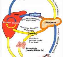 Glukagon a glukoneogeneze. Regulace sekrece glukagonu
