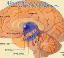 Hypothalamo neurosekrece. Endokrinní funkce hypotalamu