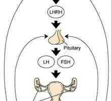 Osy hypotalamus-hypofýza-ovariální systém. věk rysy