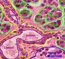 Histologie pankreatu
