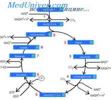 Glykolýza a energie glukóza uvolnění. cyklus kyseliny citrónové, nebo Krebsův cyklus