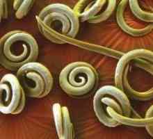 Invaze parazitů s pinworms: léčba, symptomy