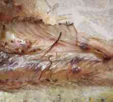 Worms (helminti helmintóz) v rybách, nebezpečný pro člověka