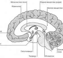 Vnitřní vlastnosti mozku