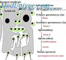 Sperma a jeho složení. Funkční činnost spermií