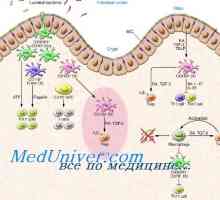 Imunostimulační schopnost dendritických buněk. Aktivace přirozené imunity