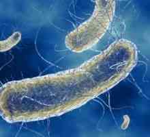 Infekce způsobené Escherichia coli