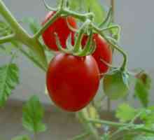 Použití heteróze pro rajčata
