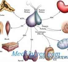 History of endokrinologie. Objev inzulínu, hormonů štítné žlázy a menstruační cyklus