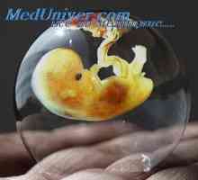 Změny v děloze během implantace. Struktura placenty