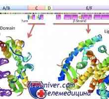 Nukleární receptory pro steroidní hormony: estrogen, progesteron, androgen