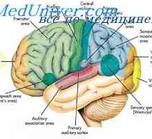 Oblasti Asociace mozkové kůry. Fyziologické části mozku