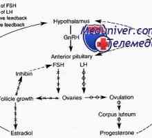 Vaječník jako endokrinní orgán. teorie dvou buněk
