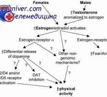 Ovariální steroidogeneze. Teorie dvěma buňkami dvou gonadotropinů