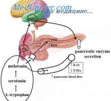 Účinky cholecystokinin-pankreozymin. Účinek cholecystokininu na trávicí systém