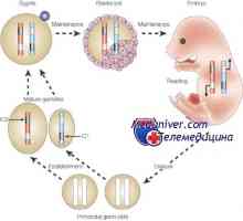 Epigenetické regulace vajíčka. genomová imprinting
