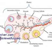 Estrogenové receptory folikuly. Cyklin d typu folikulogeneze