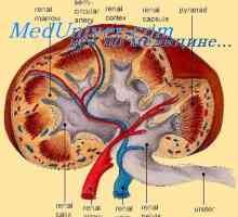Role glomerulotubulyarnogo ledvin mechanismus. Úloha reninu v regulaci funkce ledvin