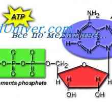 Jak je použit buněčné ATP? Améboidním pohyb buněk
