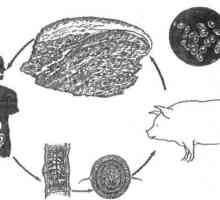 Jak vepřové tasemnice infekce (teniasis), když jíst maso?