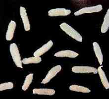 Jak se dívat na fotografické larev červů u lidí?