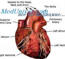 Externí regulace funkce čerpací srdce. Autonomní regulace srdeční