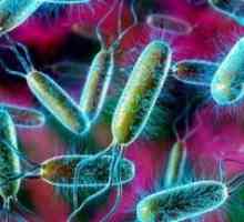 E. coli: léčba, příznaky, příčiny, příznaky