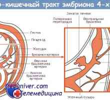 Formování žaludku. embryo žaludek