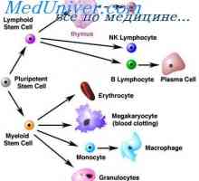Buňky, které ovlivňují kmenových buněk. Generační cyklus kmenových buněk