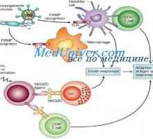 Buněčné prvky přirozené imunity. dendritické buňky