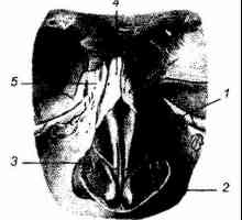 Klinická anatomie zevního nosu