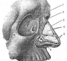 Klinická anatomie nosu a vedlejších nosních dutin