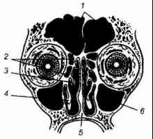 Klinická anatomie vedlejších nosních dutin