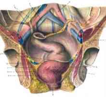 Klinická anatomie konečníku